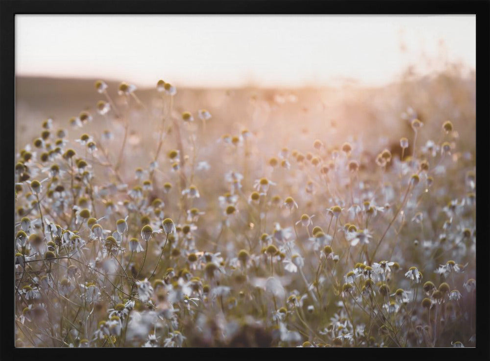 Sommermorgen 7 | Poster