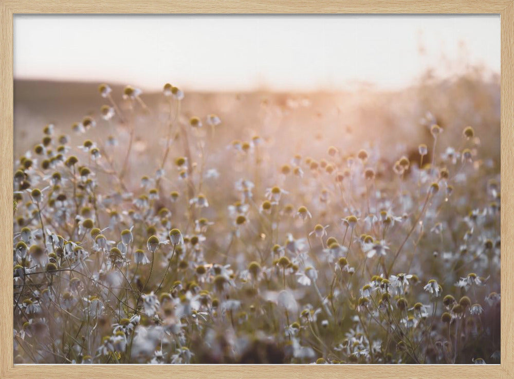 Sommermorgen 7 | Poster