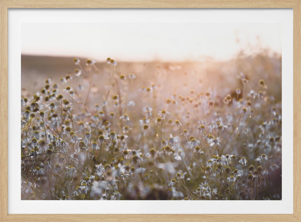 Sommermorgen 7 | Poster