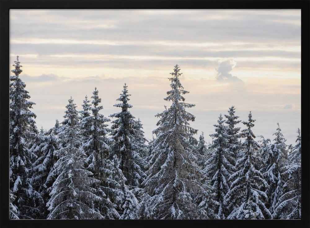 Schneebedeckte Bäume 8 | Poster