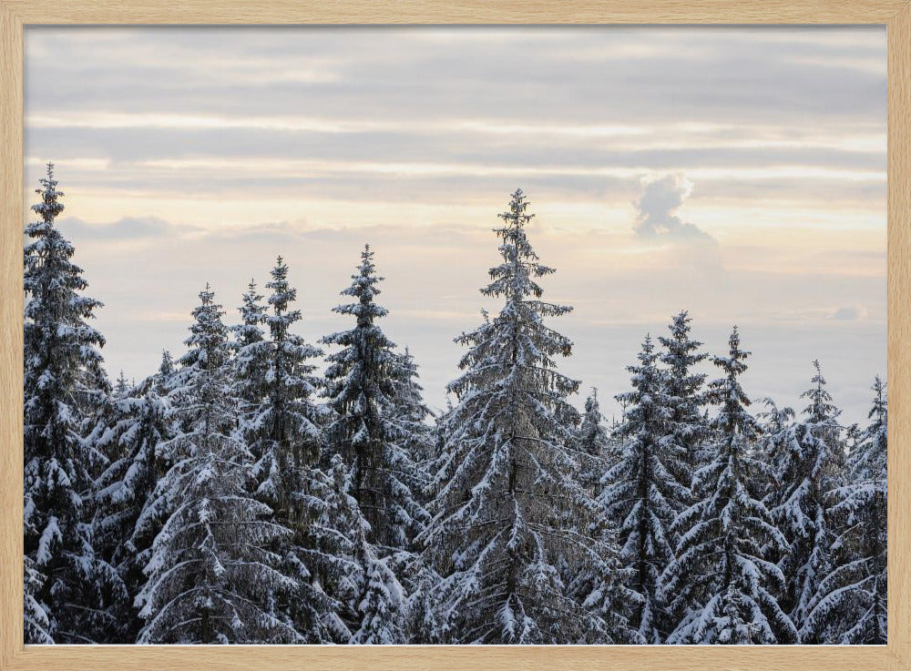Schneebedeckte Bäume 8 | Poster