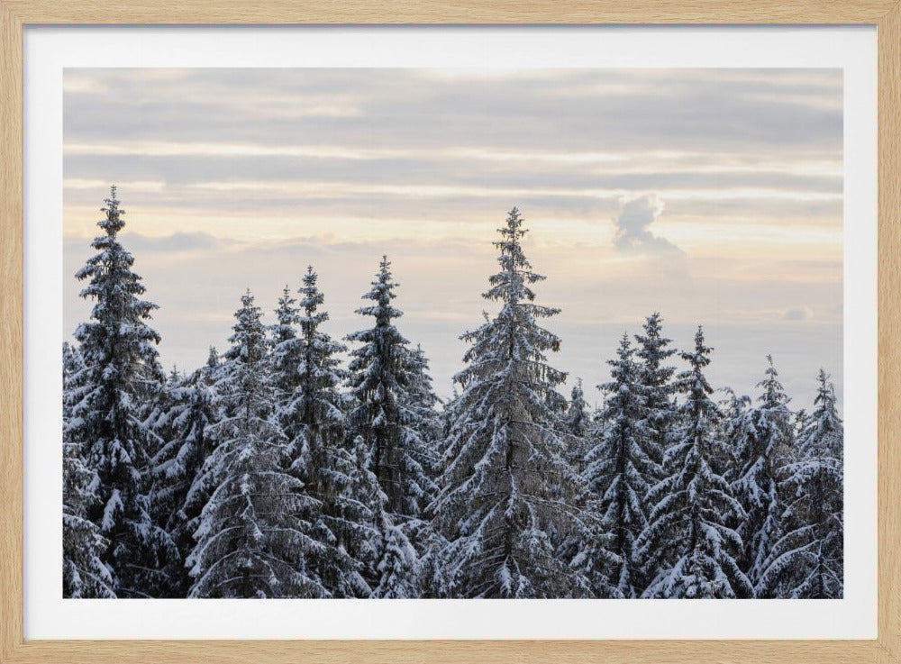 Schneebedeckte Bäume 8 | Poster