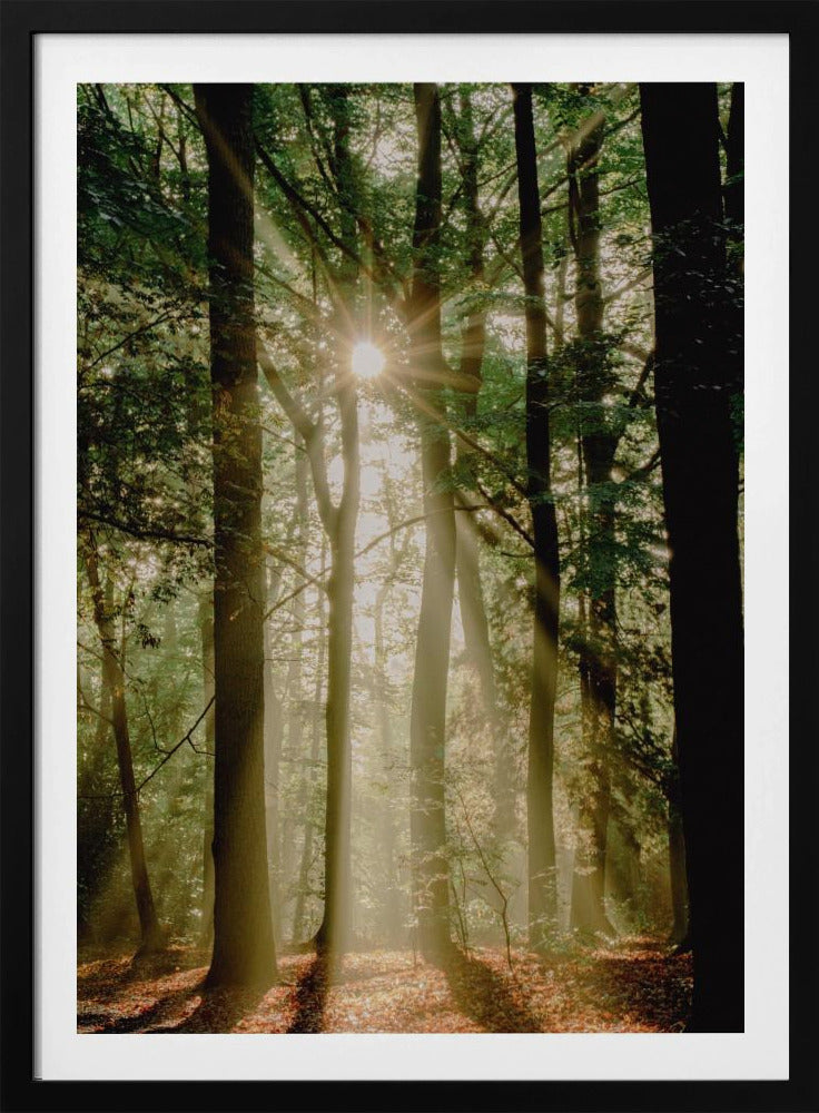 Sonnenstrahlen durch den Wald | Poster