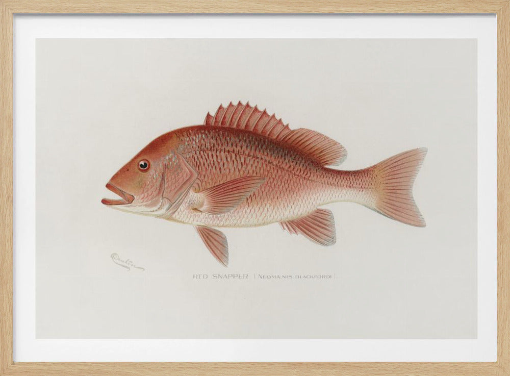 Roter Schnapper | Poster