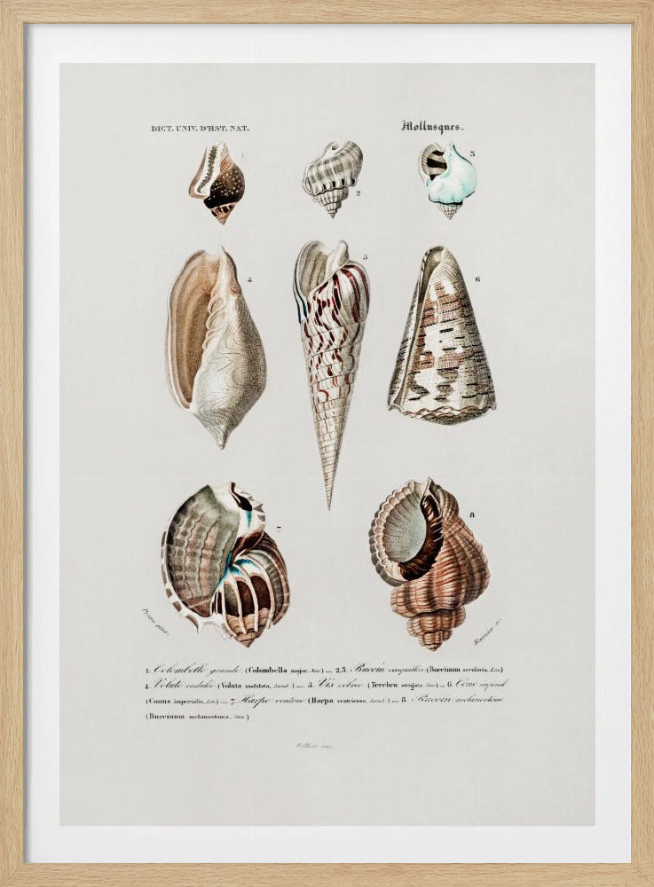 Meerestiere I | Poster