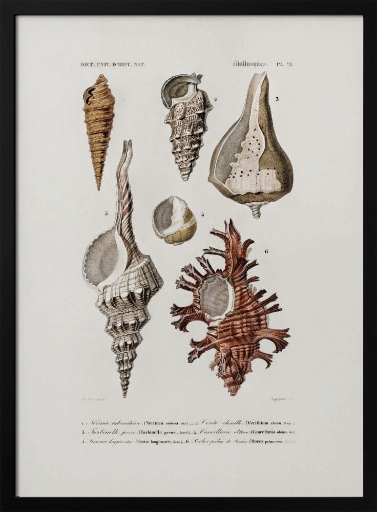 Sealife II | Poster
