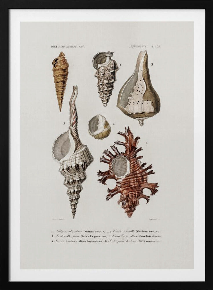 Sealife II | Poster