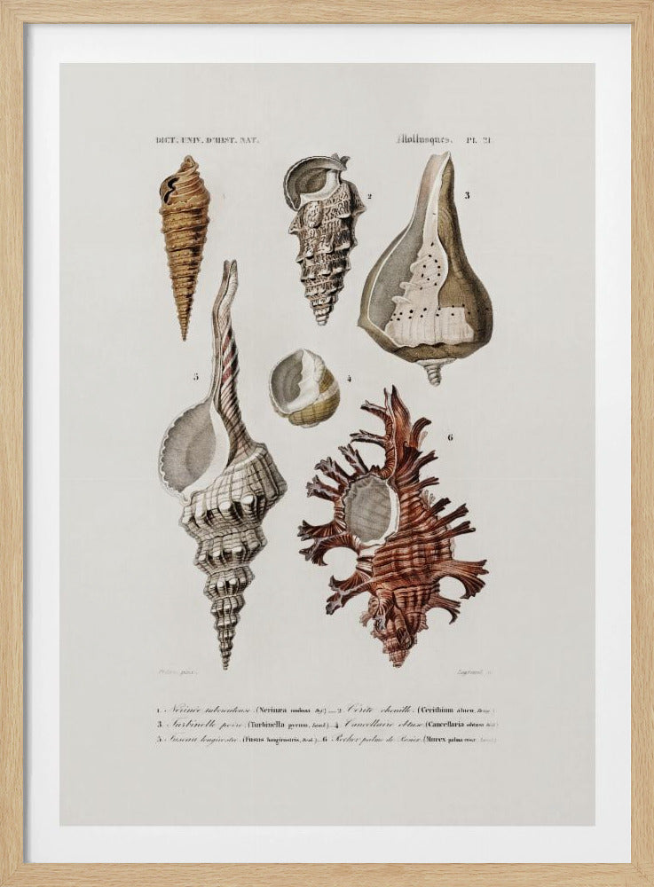 Sealife II | Poster