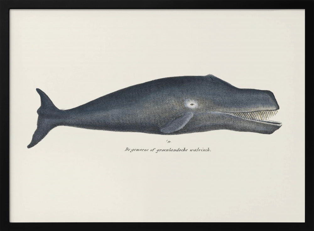 Wal I Antike handkolorierte Meeres-Lithographie 1824 | Poster