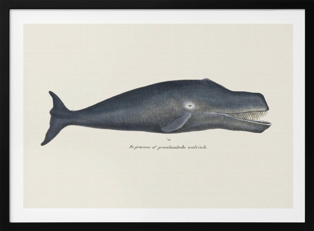 Wal I Antike handkolorierte Meeres-Lithographie 1824 | Poster