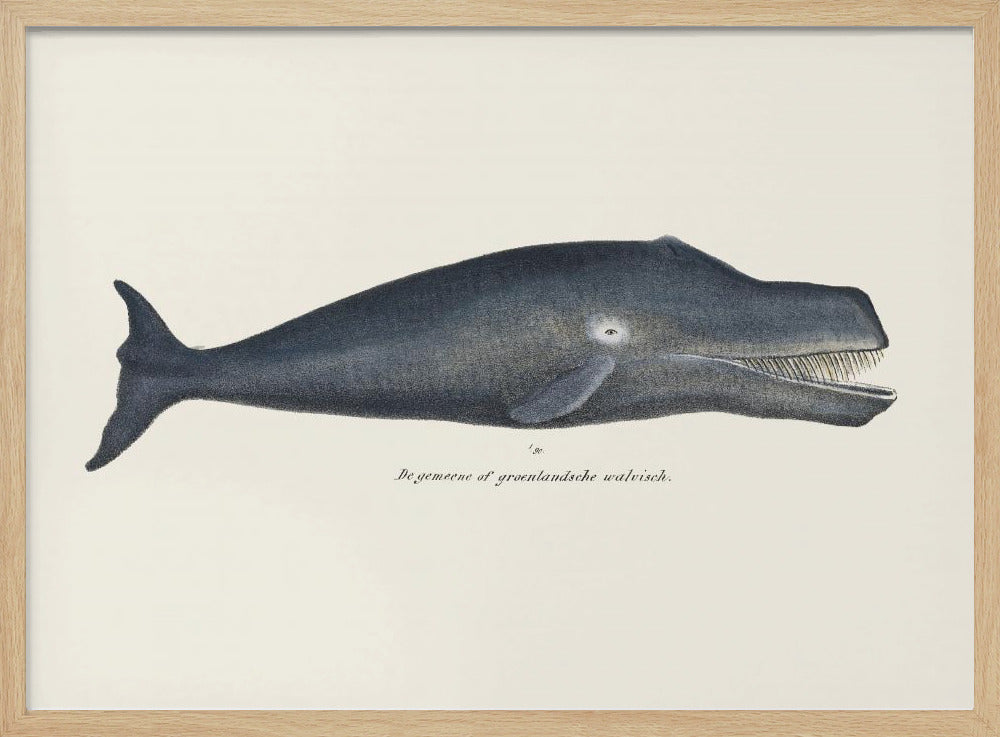 Wal I Antike handkolorierte Meeres-Lithographie 1824 | Poster