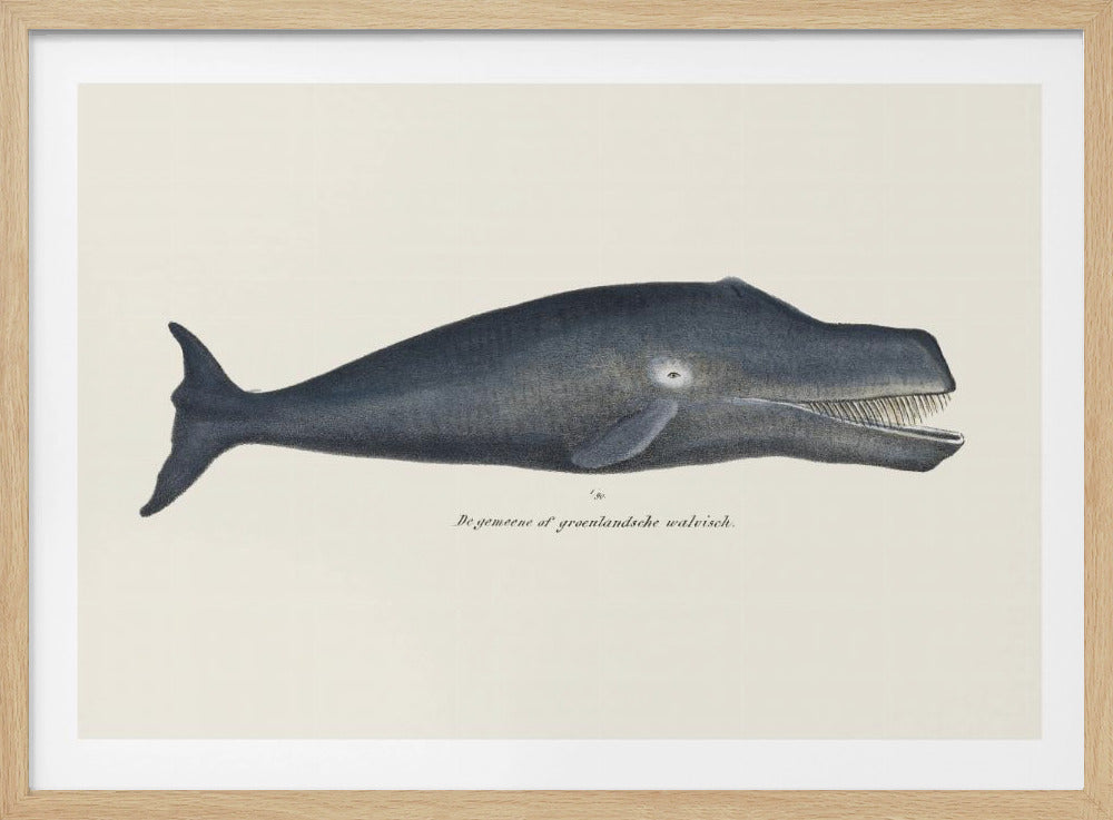 Wal I Antike handkolorierte Meeres-Lithographie 1824 | Poster