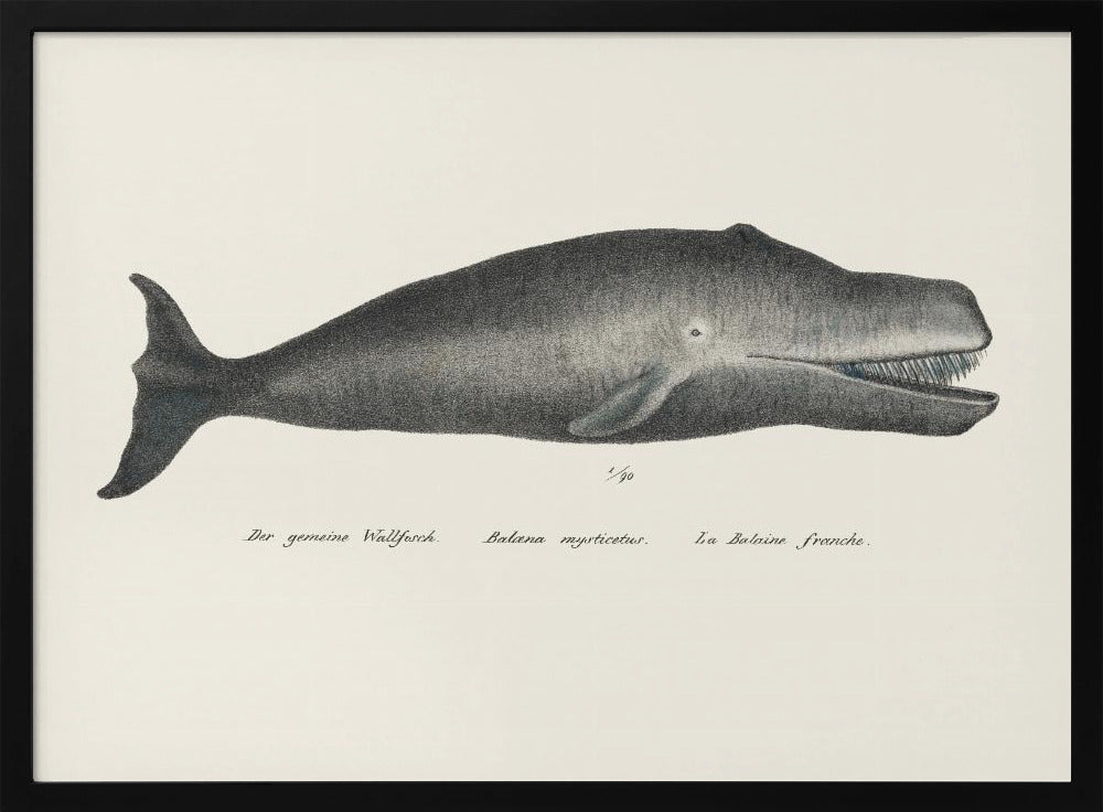 Wal II Antike handkolorierte Meeresleben-Lithographie 1824 | Poster