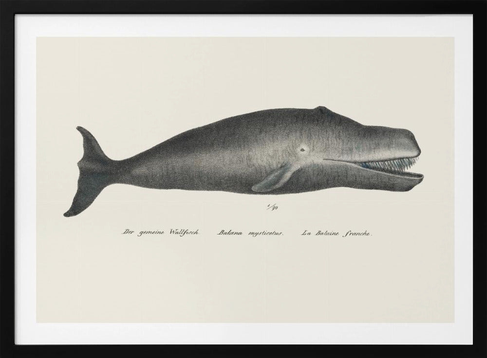 Wal II Antike handkolorierte Meeresleben-Lithographie 1824 | Poster