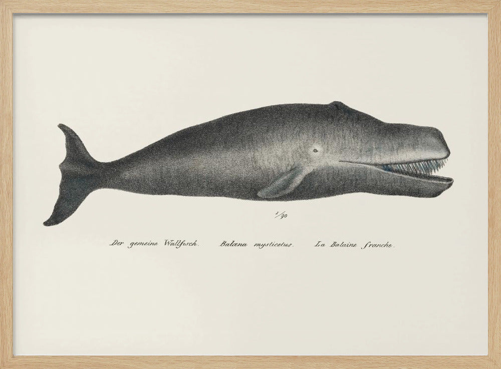Wal II Antike handkolorierte Meeresleben-Lithographie 1824 | Poster