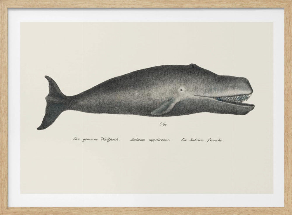 Wal II Antike handkolorierte Meeresleben-Lithographie 1824 | Poster