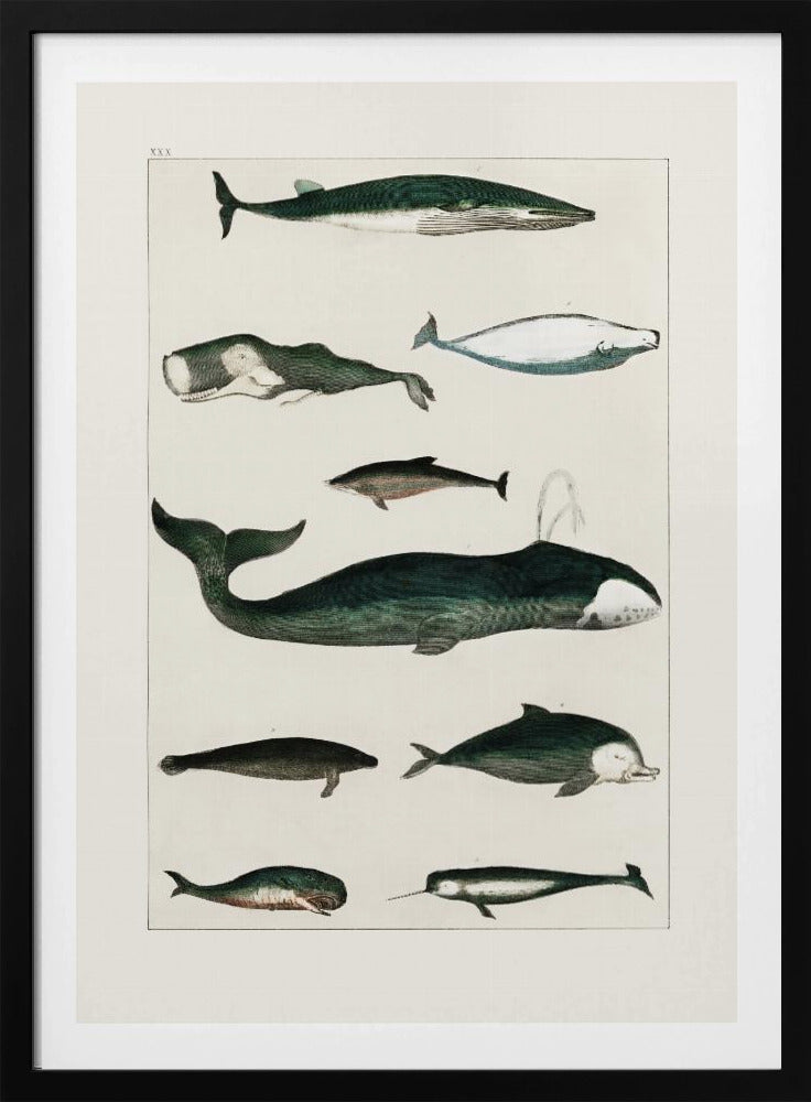 Wal Poster |