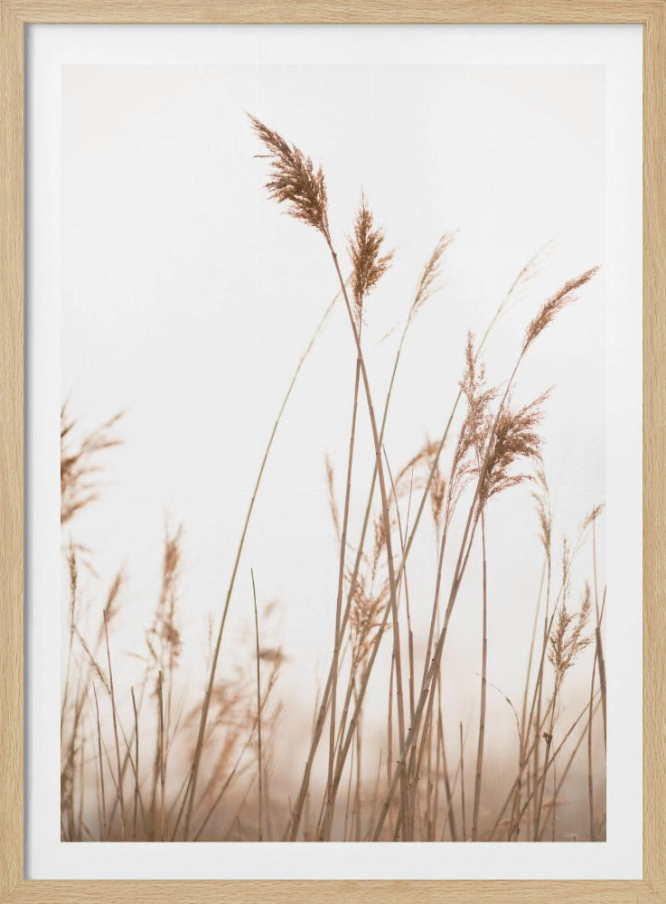 Sumpfgras Nr. 6 | Poster