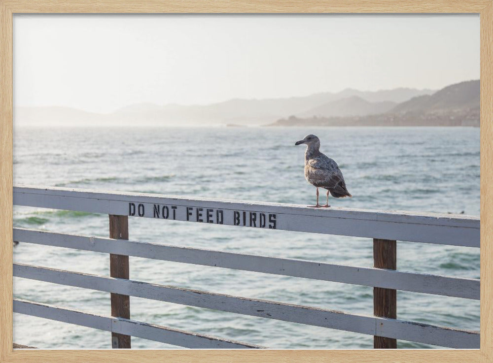 Vögel nicht füttern | Poster