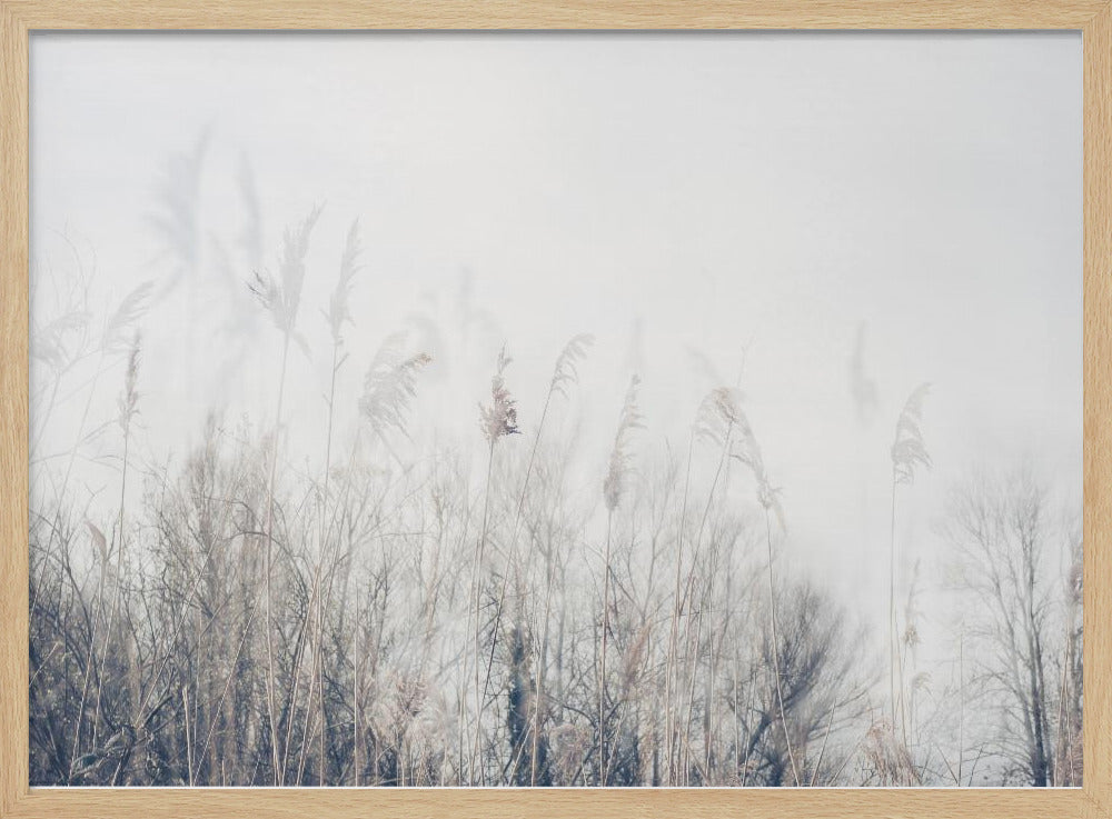 Schilf- und Graslandschaft | Poster