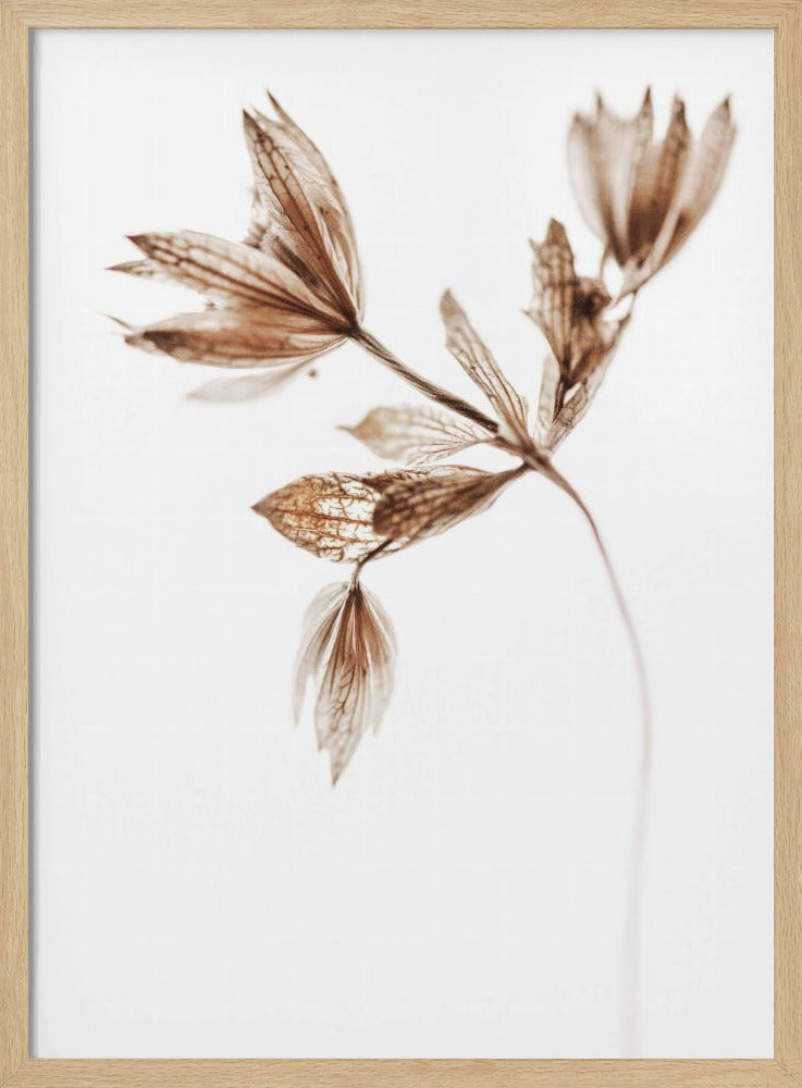Zarte Pflanze I | Poster