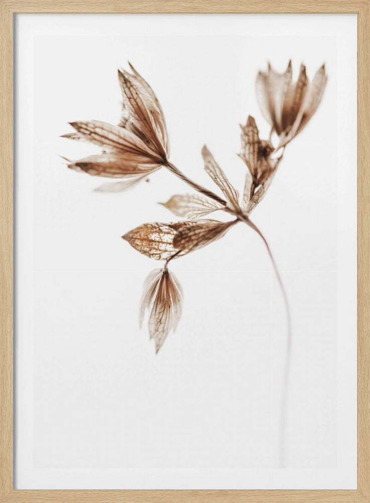 Zarte Pflanze I | Poster