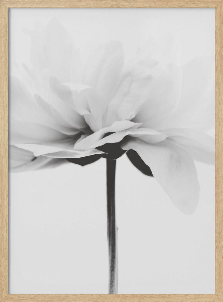 Japandi Coco | Poster