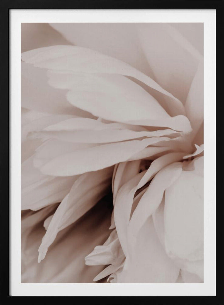 Pfingstrose | Poster