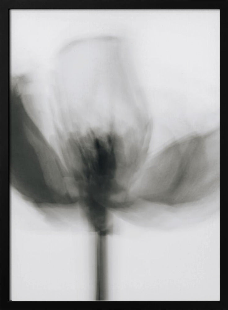 Mono-Tulpe | Poster