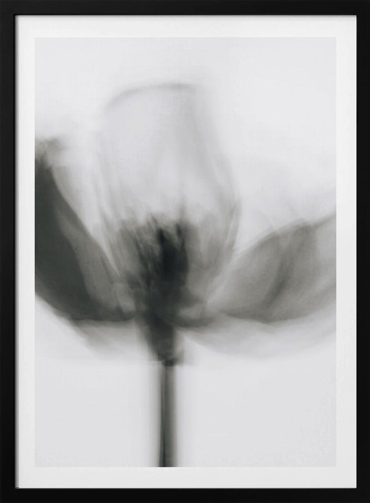 Mono-Tulpe | Poster
