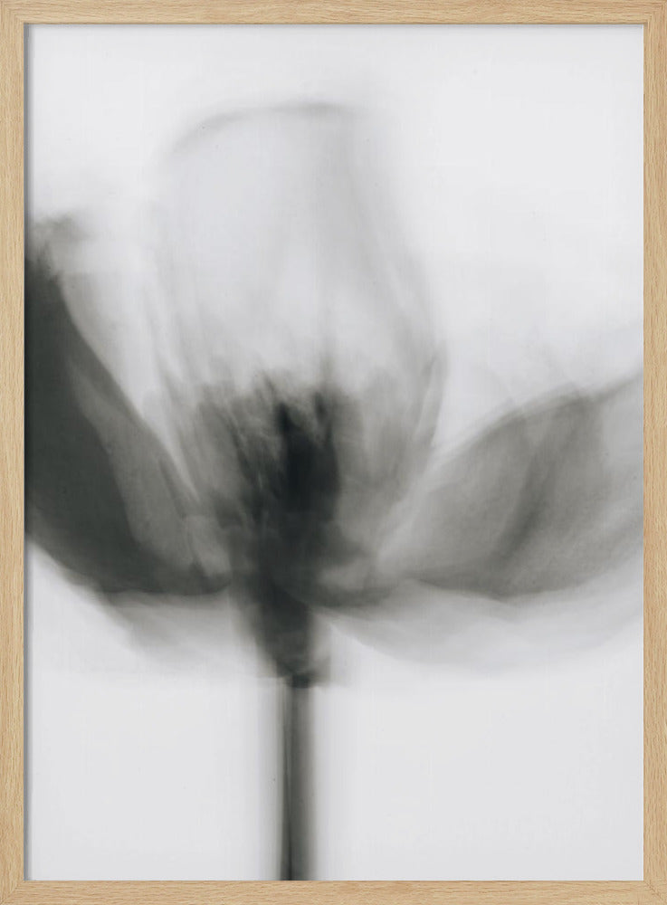Mono-Tulpe | Poster