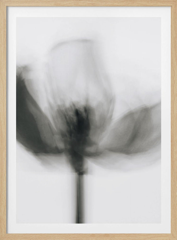 Mono-Tulpe | Poster