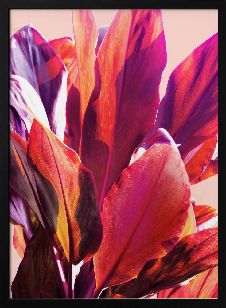Fuchsienblätter I | Poster