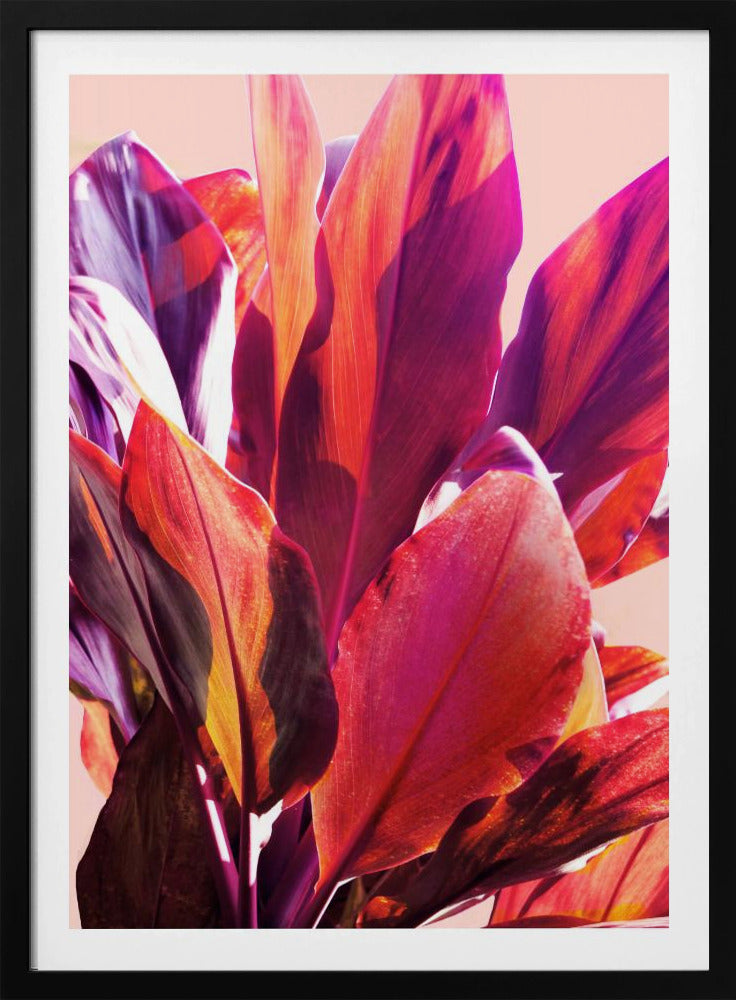 Fuchsienblätter I | Poster