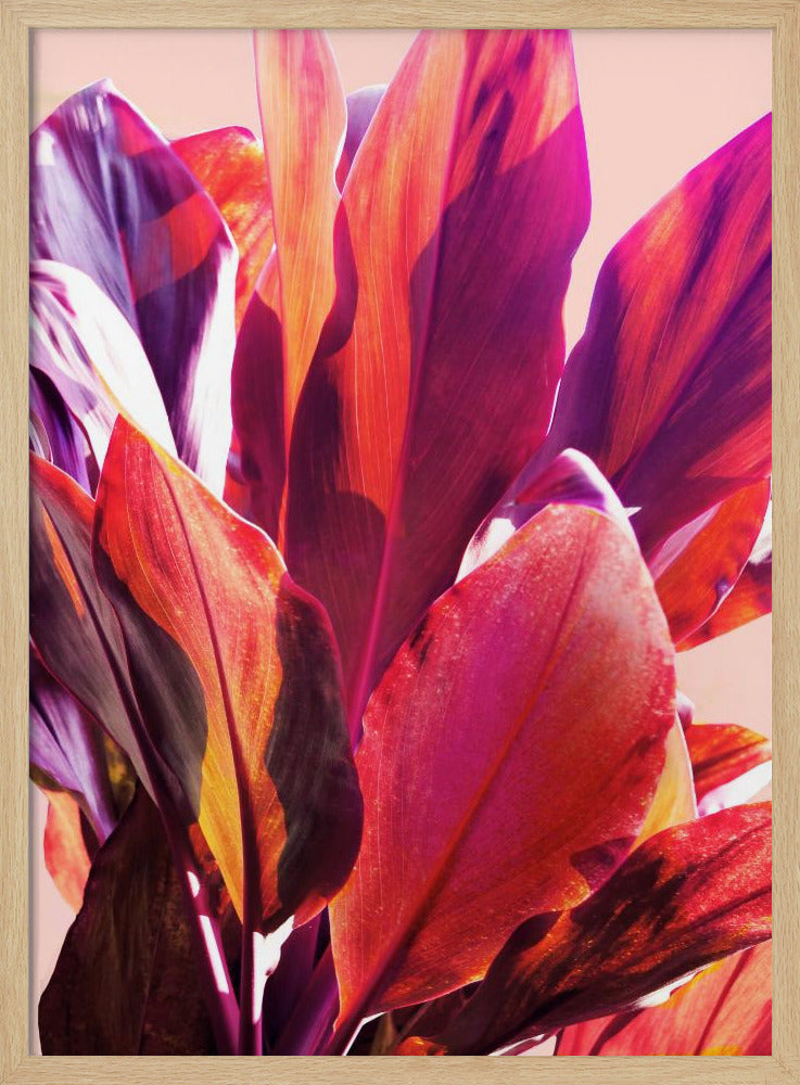 Fuchsienblätter I | Poster