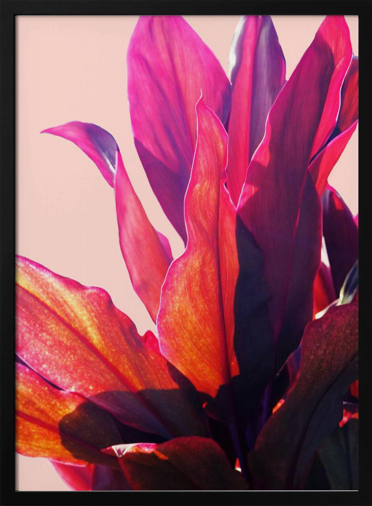 Fuchsienblätter II | Poster