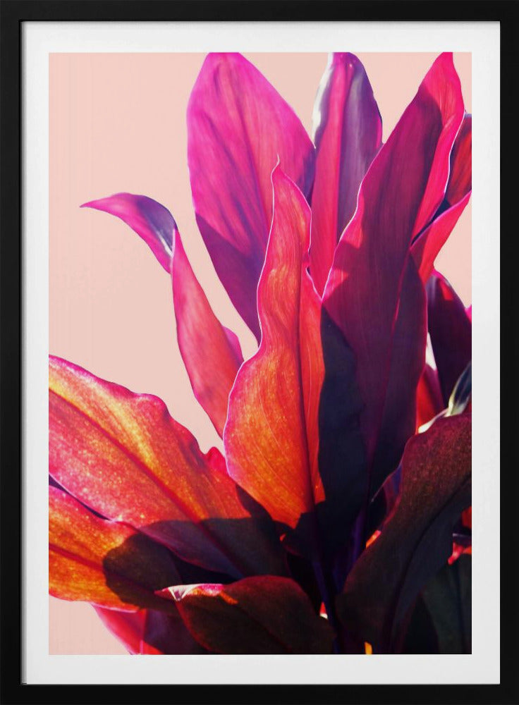 Fuchsienblätter II | Poster