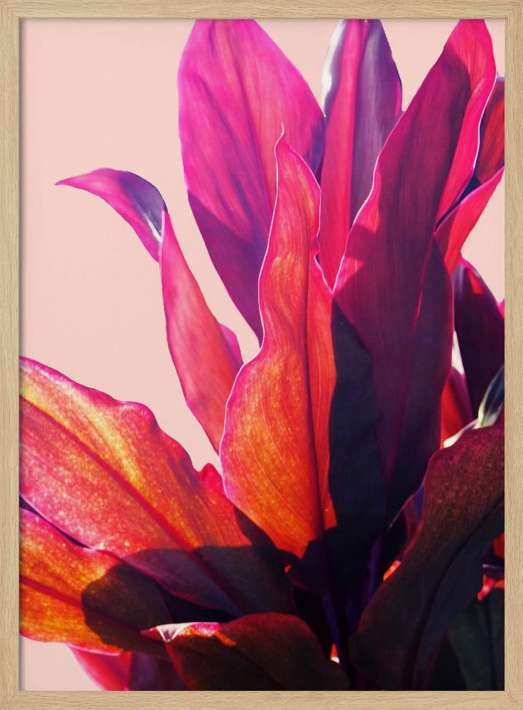 Fuchsienblätter II | Poster