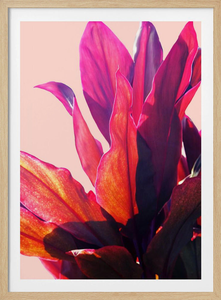 Fuchsienblätter II | Poster