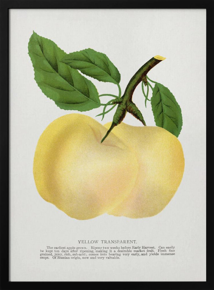 Gelbe transparente Apfel-Lithografie | Poster