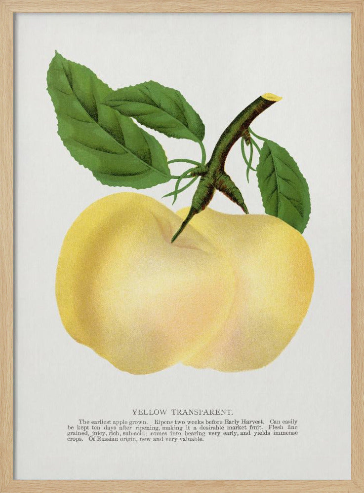 Gelbe transparente Apfel-Lithografie | Poster