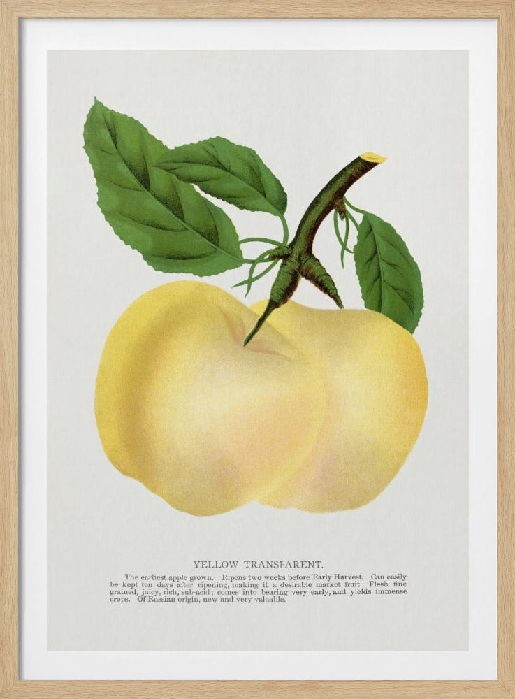 Gelbe transparente Apfel-Lithografie | Poster