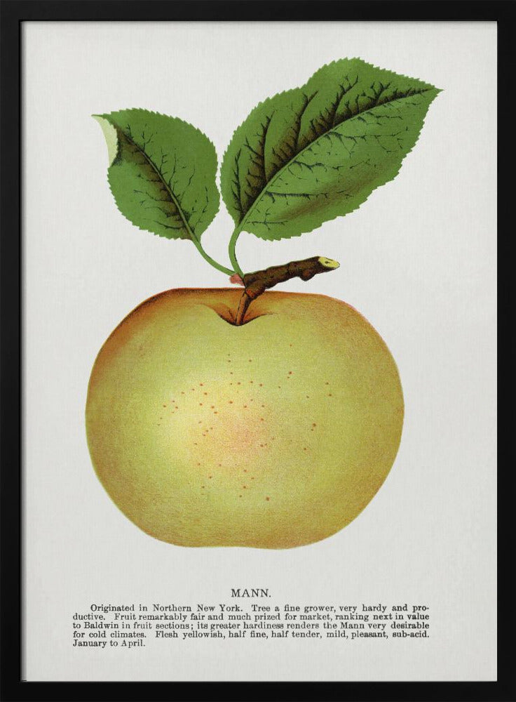 Mann Apple Lithographie | Poster