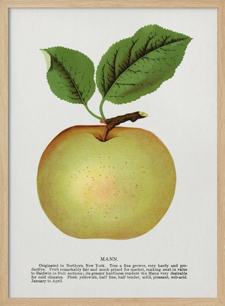 Mann Apple Lithographie | Poster