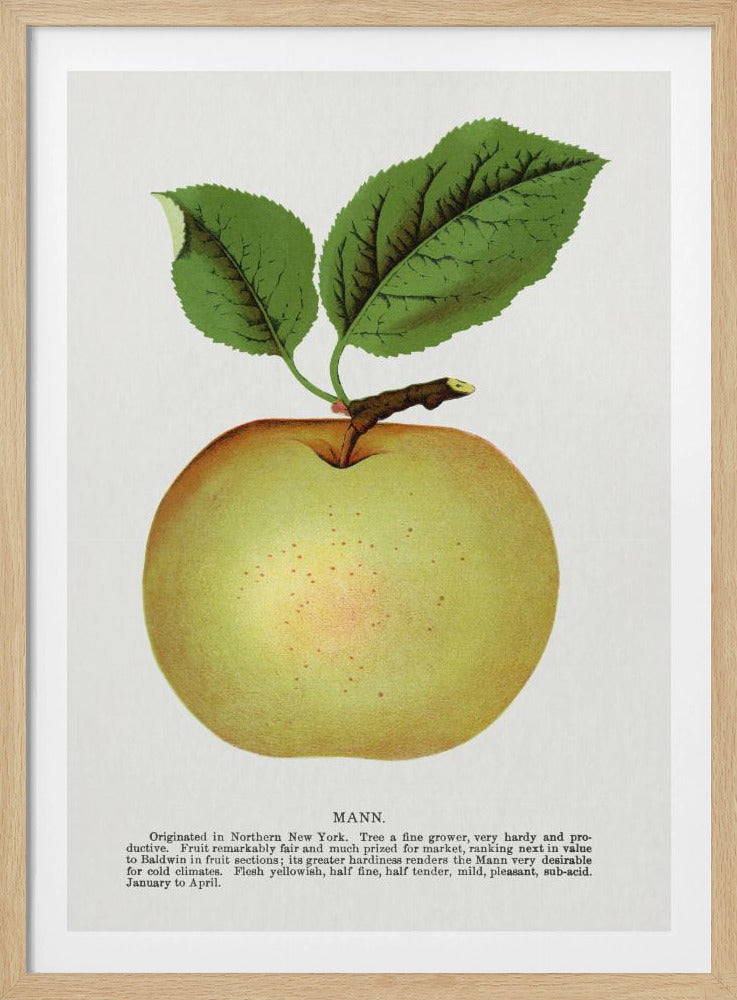 Mann Apple Lithographie | Poster