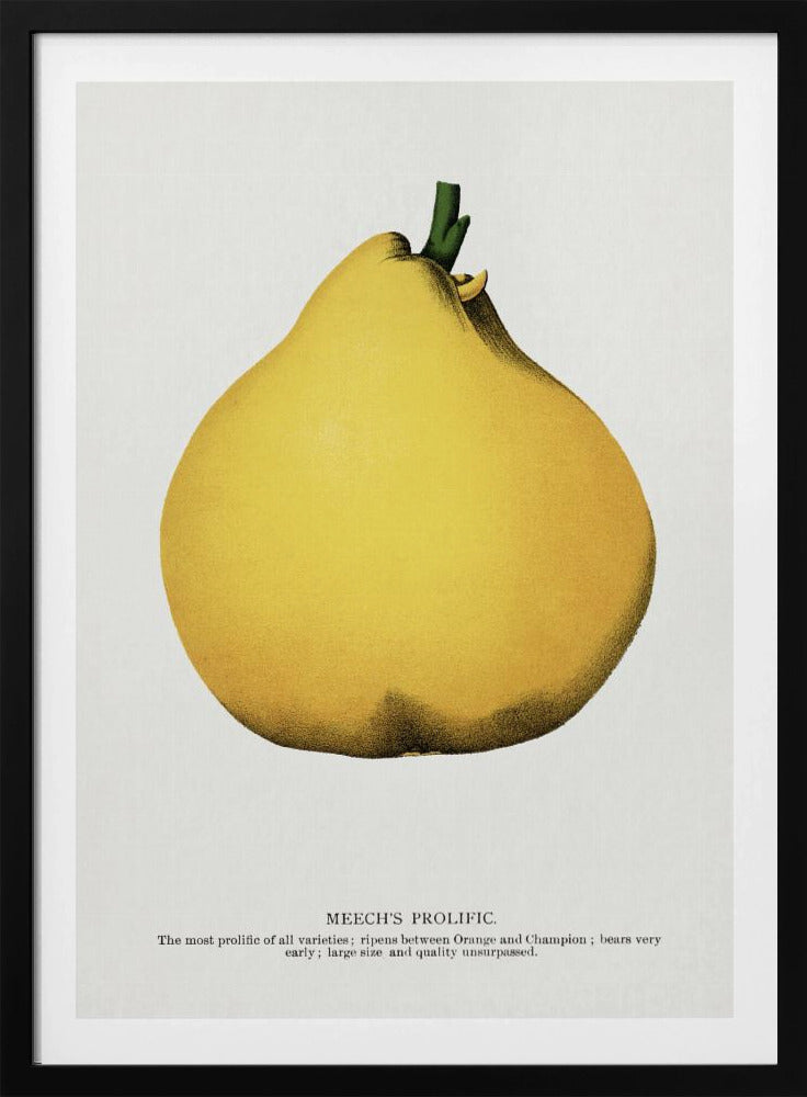Meechs produktive Birnen-Lithografie | Poster