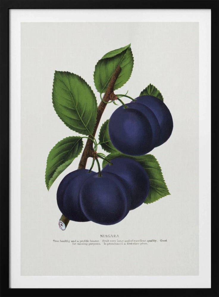 Niagara Plum Lithographie | Poster