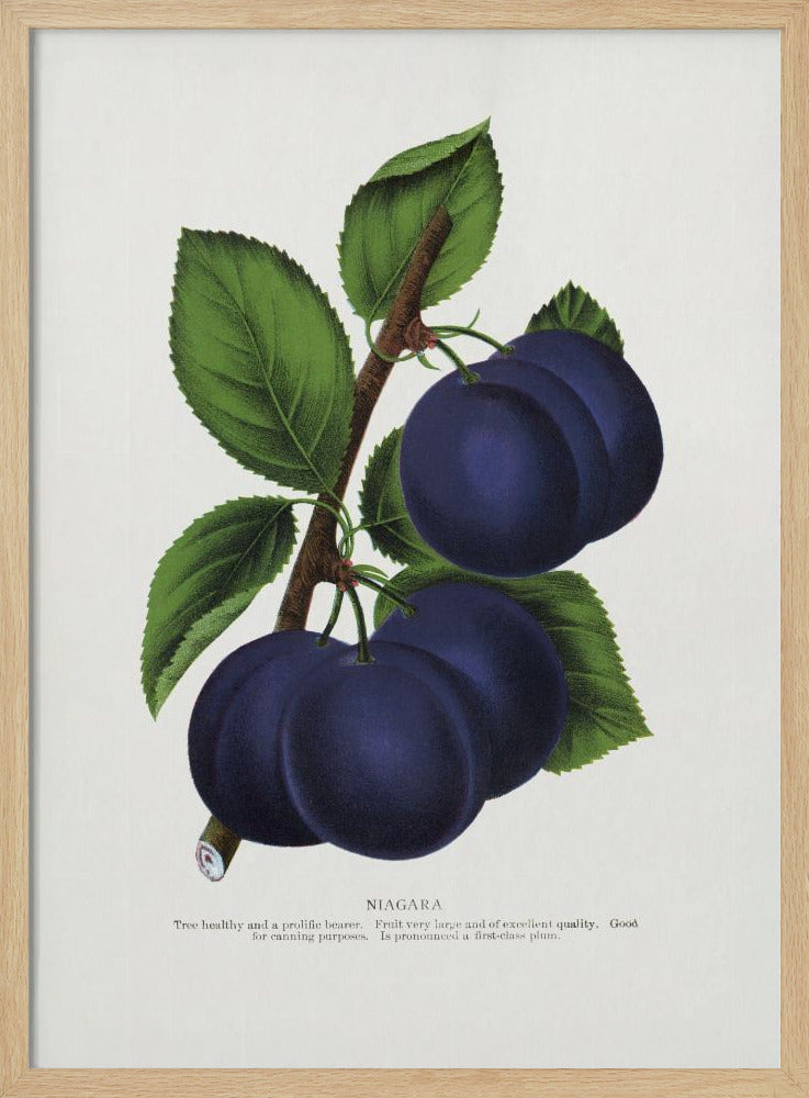 Niagara Plum Lithographie | Poster