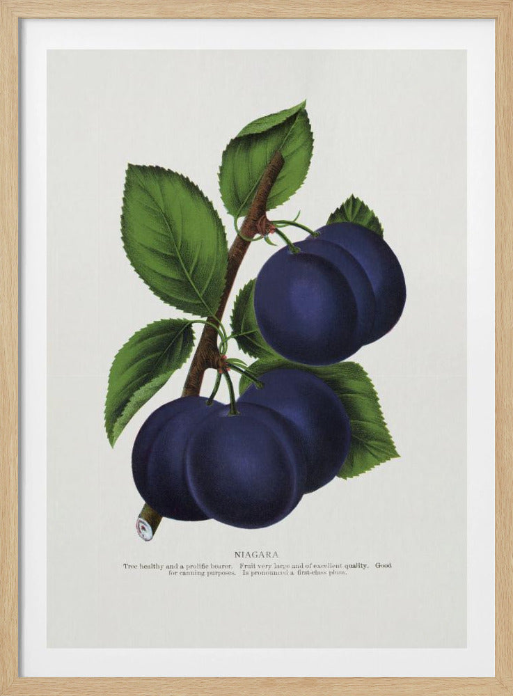 Niagara Plum Lithographie | Poster