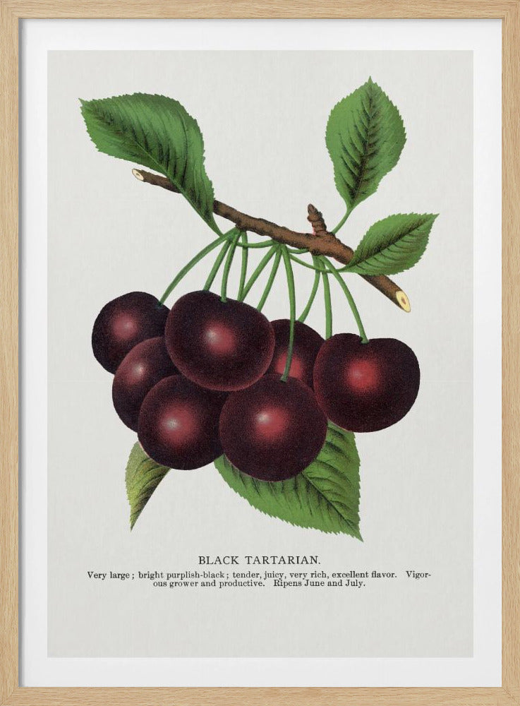 Black Tartarian Cherry Lithograph | Poster
